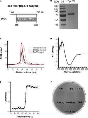 Phage-Derived Depolymerase as an Antibiotic Adjuvant Against <mark class="highlighted">Multidrug-Resistant Acinetobacter</mark> baumannii